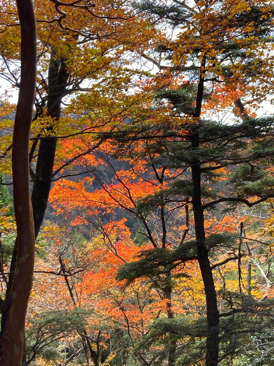 鹿納山登山口-鹿納谷登山口-鹿納山 往復コースの写真