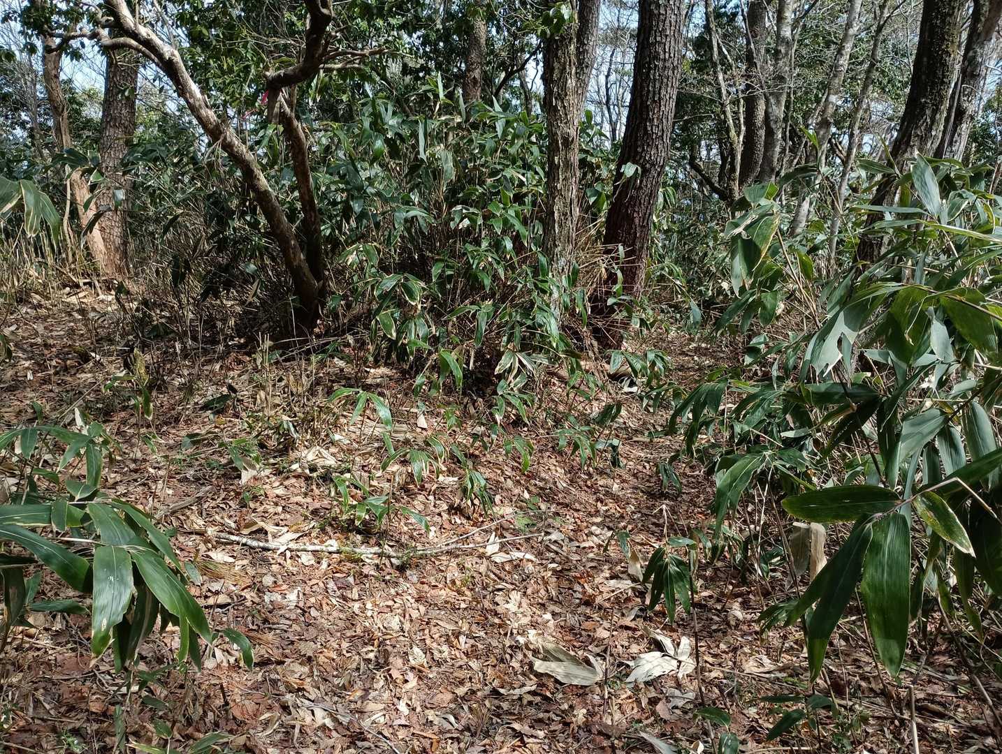 分岐を真っ直ぐ進みます。