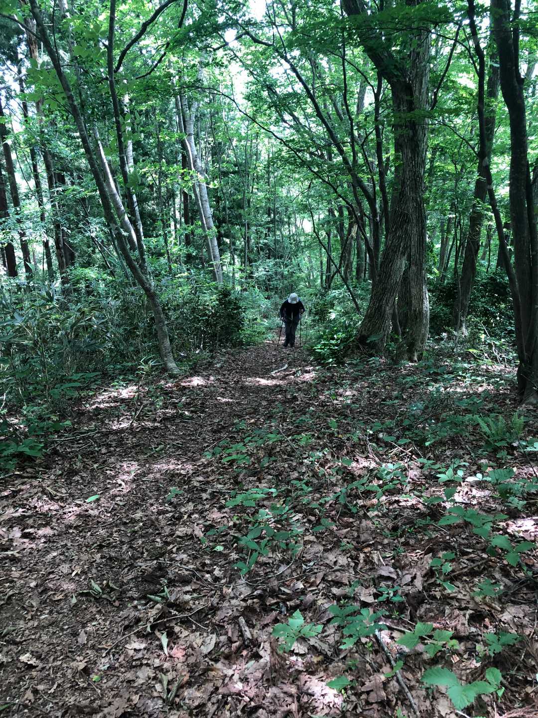 霊仙寺山 往復コースの写真