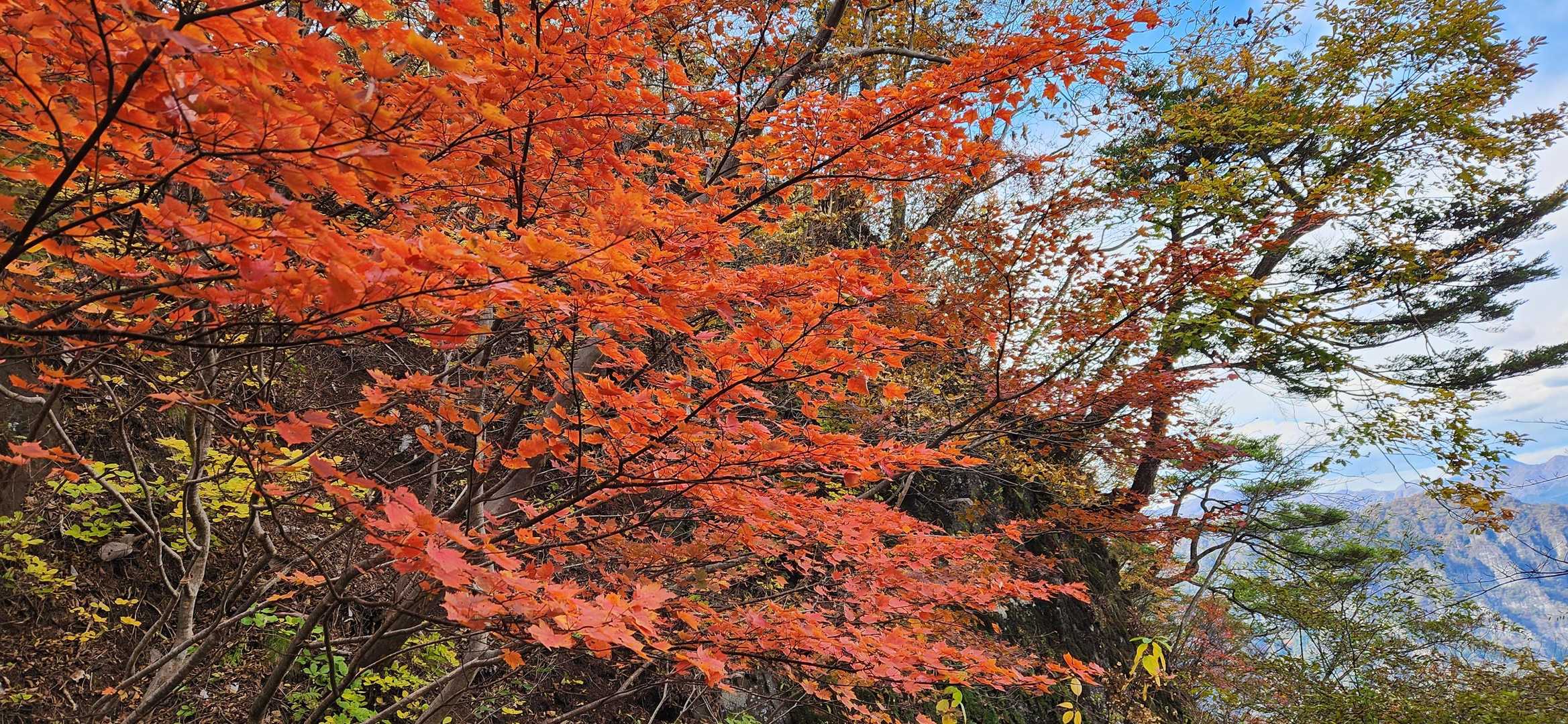 妙義神社 一の鳥居-妙義神社総門-白雲山登山口-大のぞき- 周回コースの写真