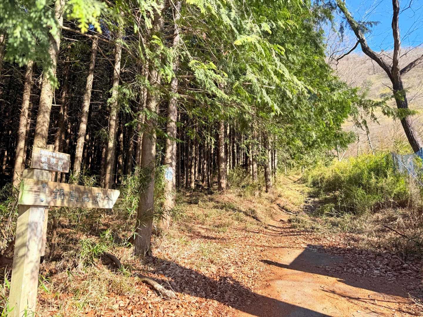 初めてのコースで鍋割山へ