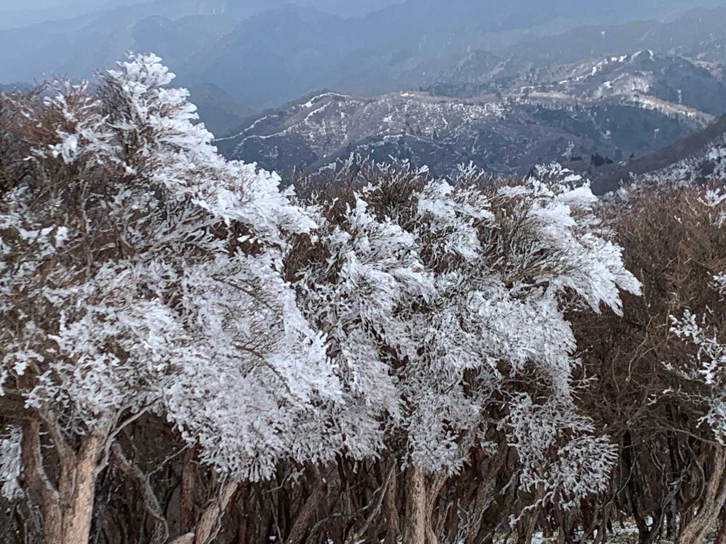 最後の最後の霧氷です。