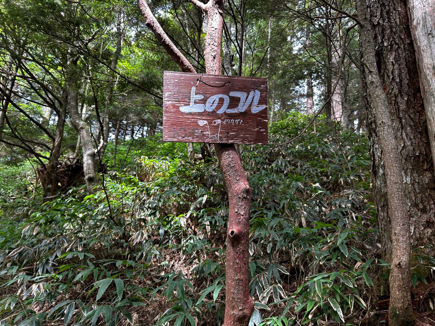 上のコル。近くに水場あり。