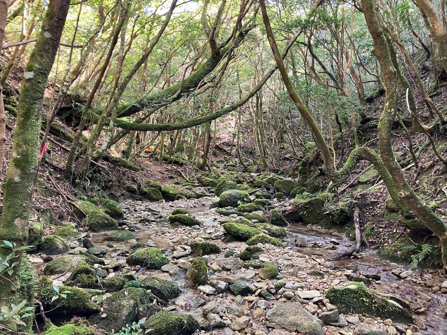 枯木岳-稲尾岳 往復コースの写真