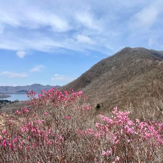 アカヤシオと駒ヶ岳。