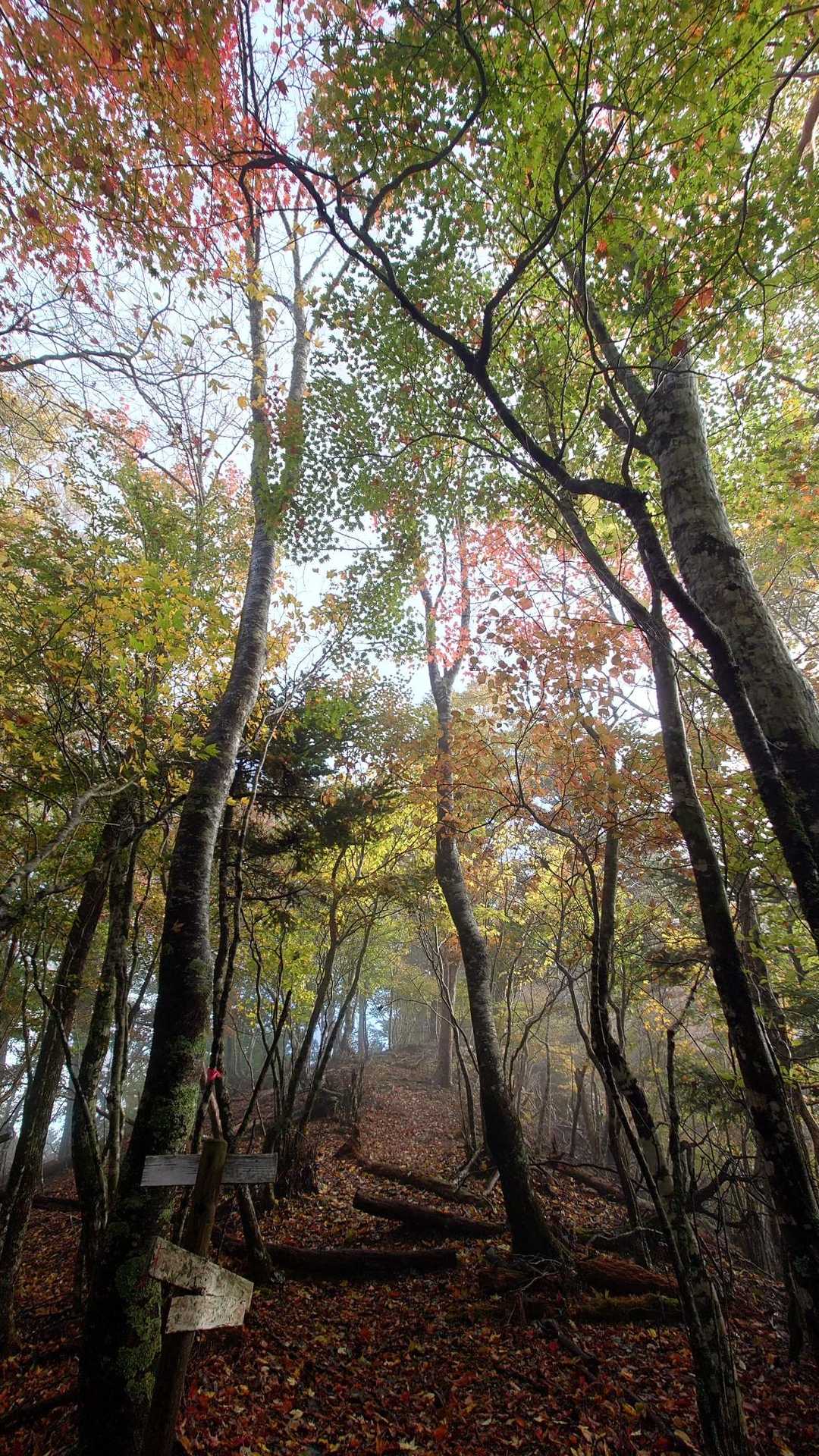 赤帽子遊歩道入口-中尾山 往復コースの写真