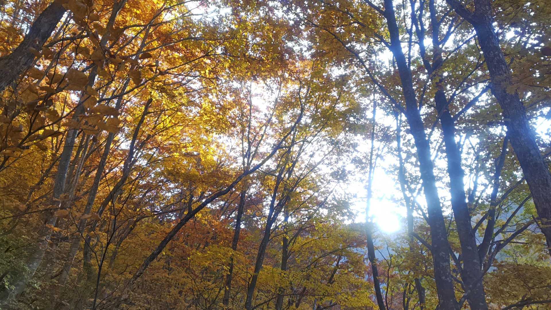 どこも紅葉