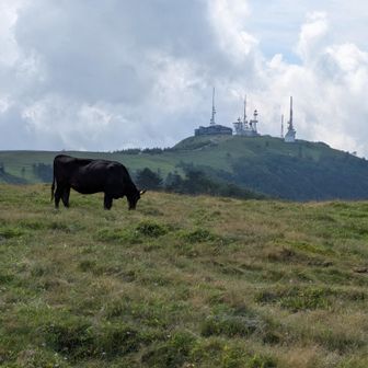 復路です。
牛🐄の向こうに、電波塔が乱立する王ヶ頭📡
