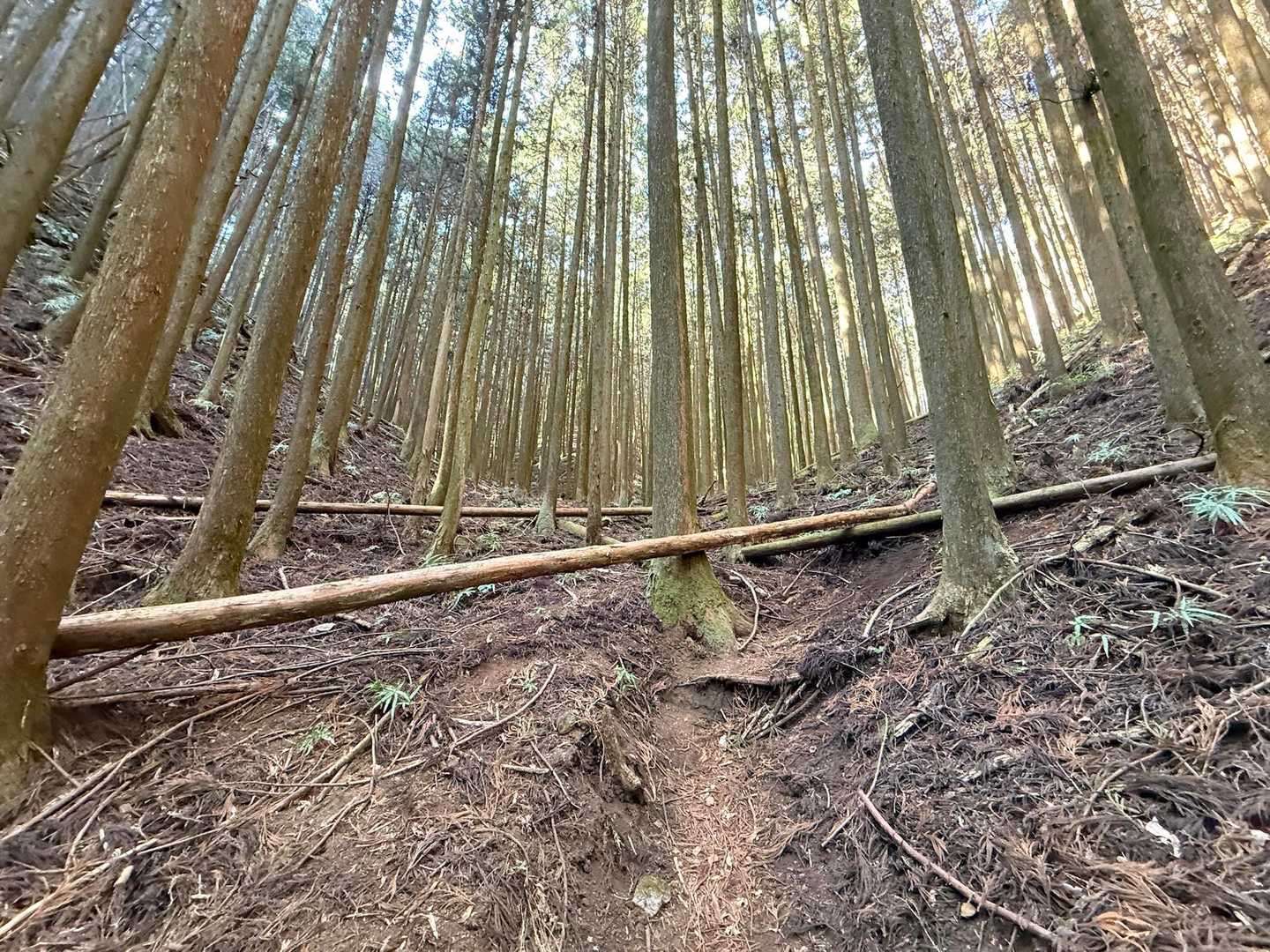 リンボーリンボー"(ง ˙˘˙)ว" (ว ˙˘˙)ง "(ง ˙˘˙)ว"

倒木が多いです😅