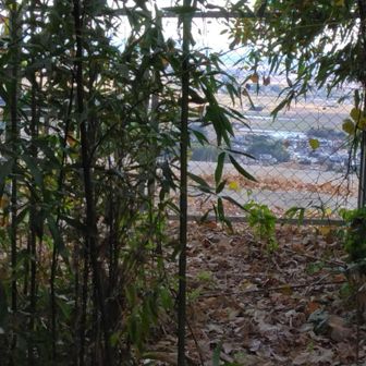 金網の先は高速道路の法面