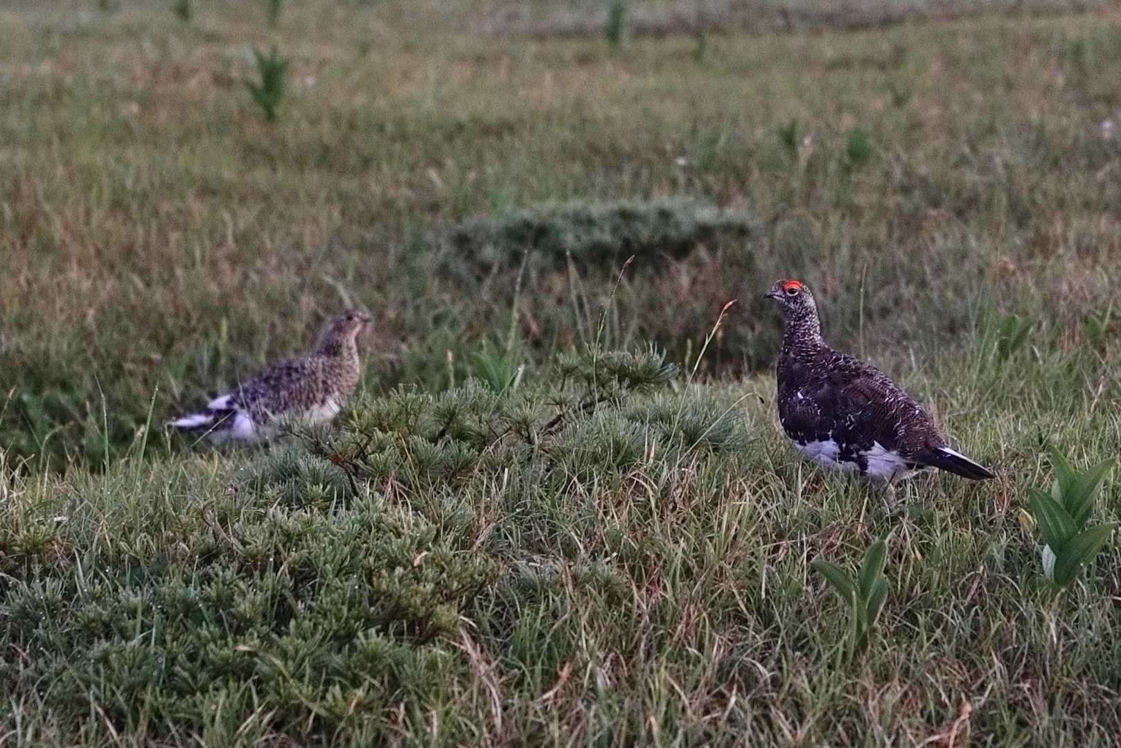 2日目いきなり番の雷鳥現る