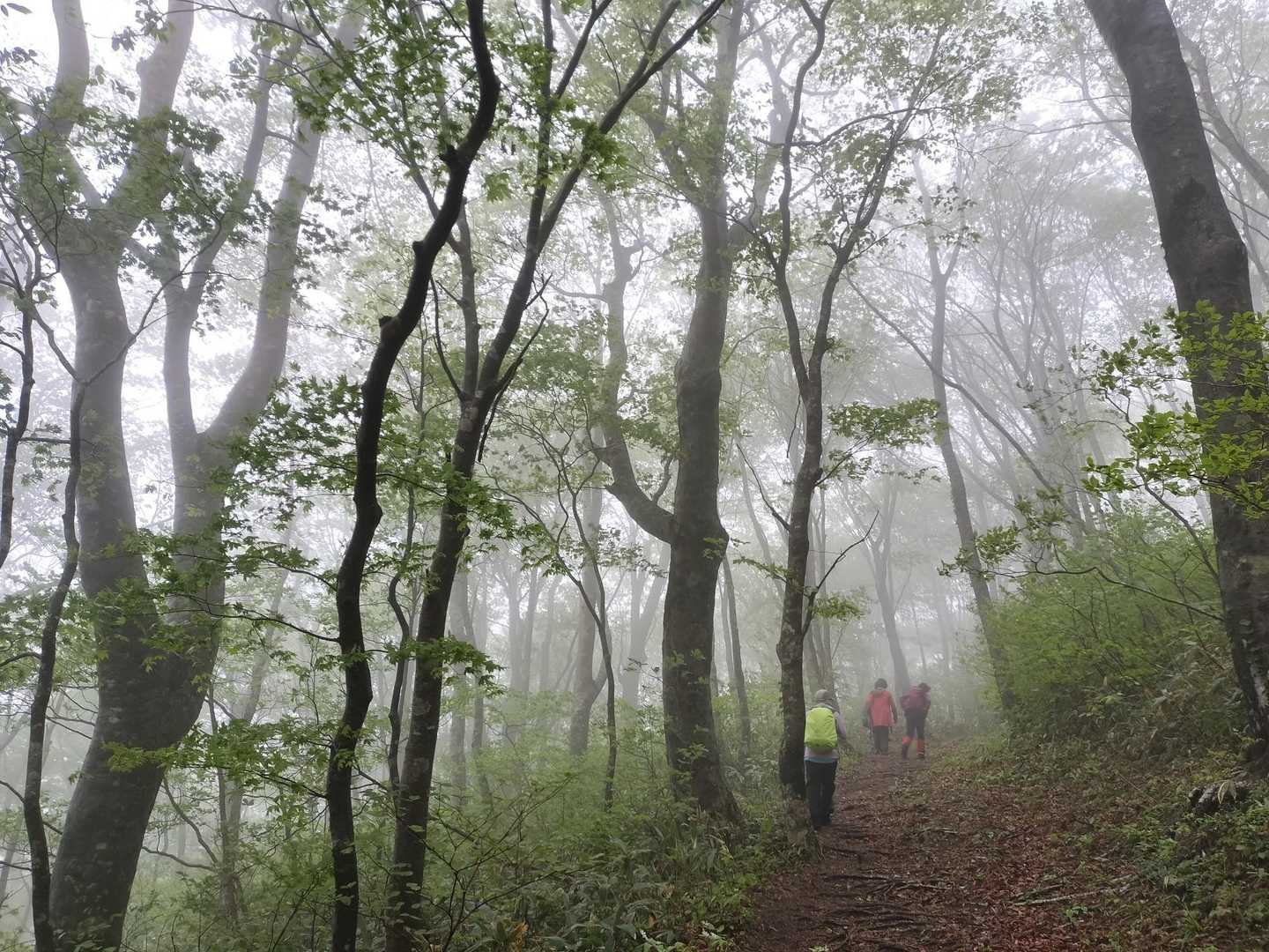大万木山-権現コース登山口 周回コースの写真