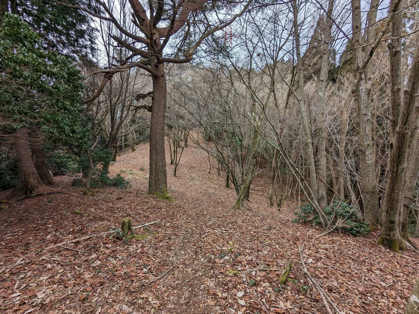歩きやすい尾根道です👍
