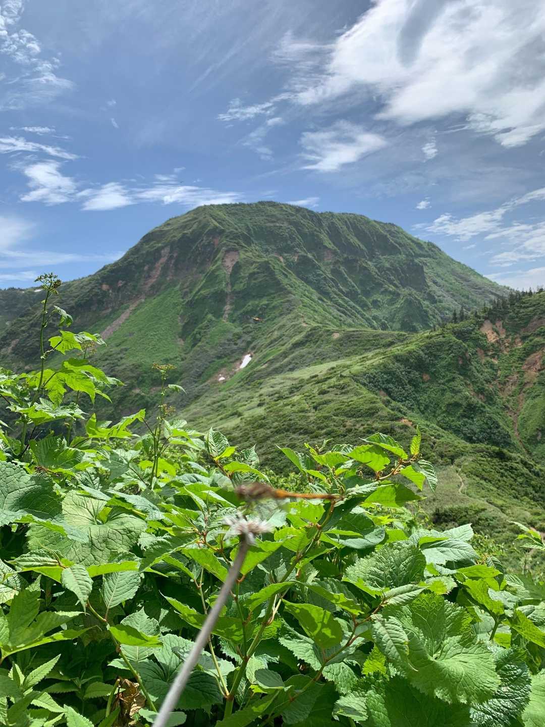 苗場山の姿
もう少し下って登り返します
どこに道あるんだろう