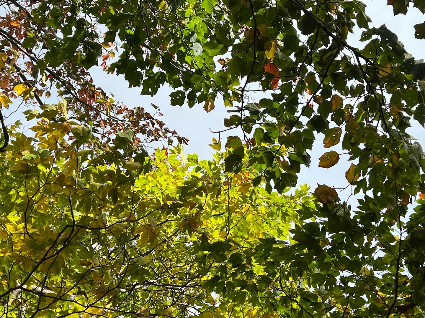 
もう直ぐ最高の紅葉🍁
