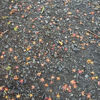 笠森観音に戻ってきました

こんな雨の日でも
笠森観音は観光されている方がいらっしゃってましたね～（他県ナンバーも結構ありました）

予定のルートはまた今度！
