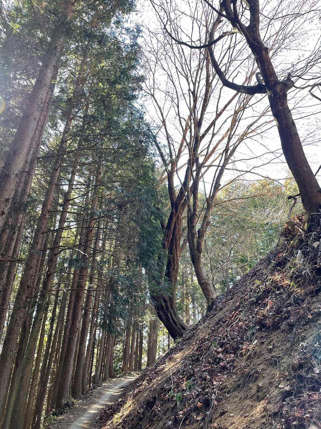 反り