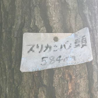 スリカンバノ頭✌️