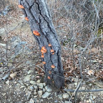 赤いけど、カワラタケかな？