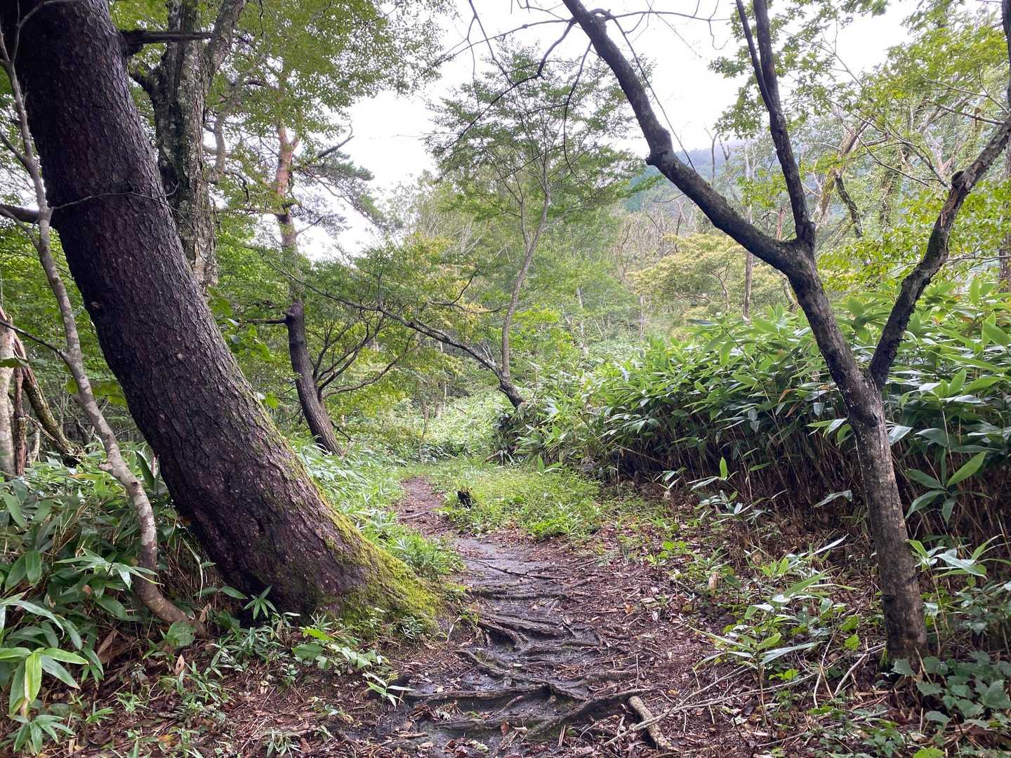 日留神社-中蒜山 往復コースの写真