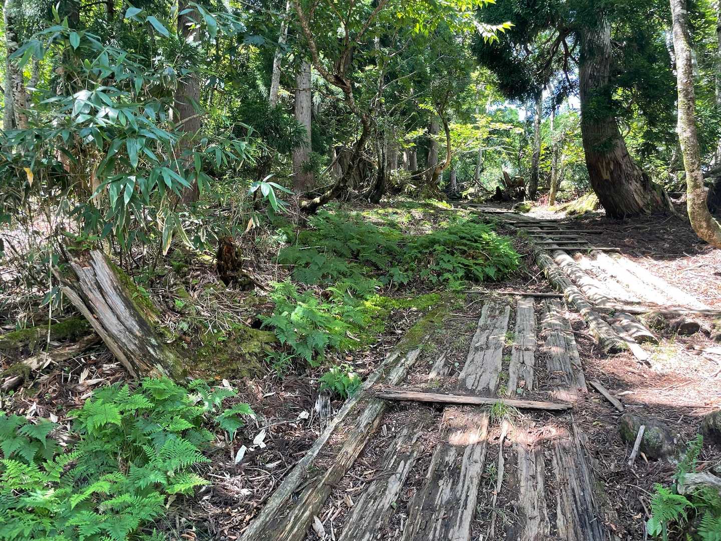 大段ヶ平登山口-氷ノ山 往復コースの写真