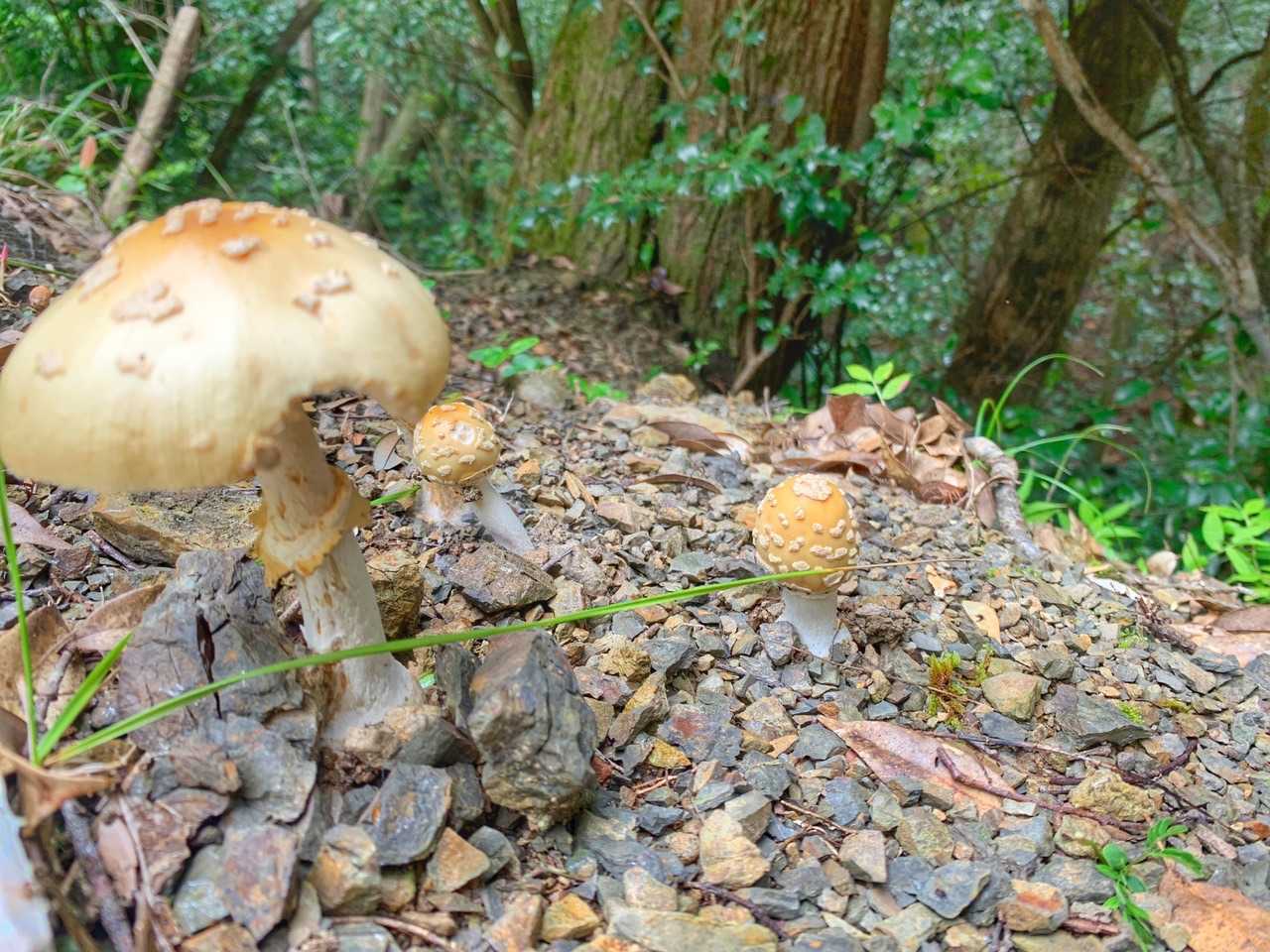 本宮山 往復コースの写真