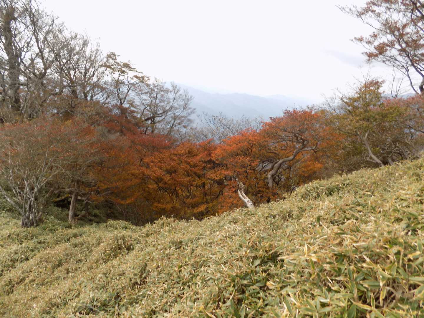 尾根道沿いのこれは黄葉