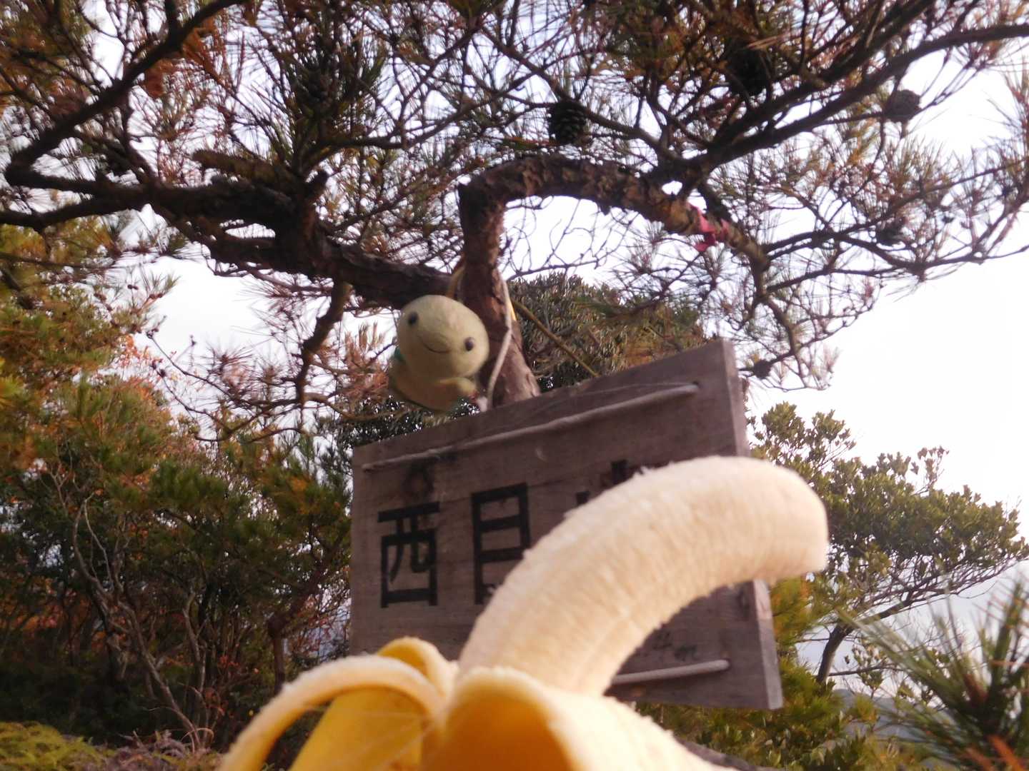 スマホカメラでもコンデジでも難しいもんだな😣