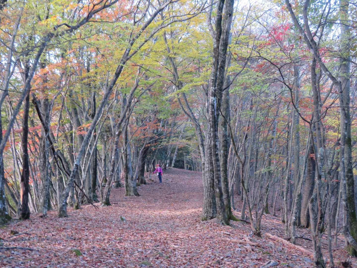 平坦地、やっぱり緑色が多し。