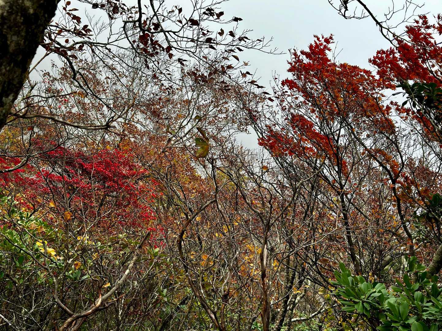 所々に
差し色が🍁
