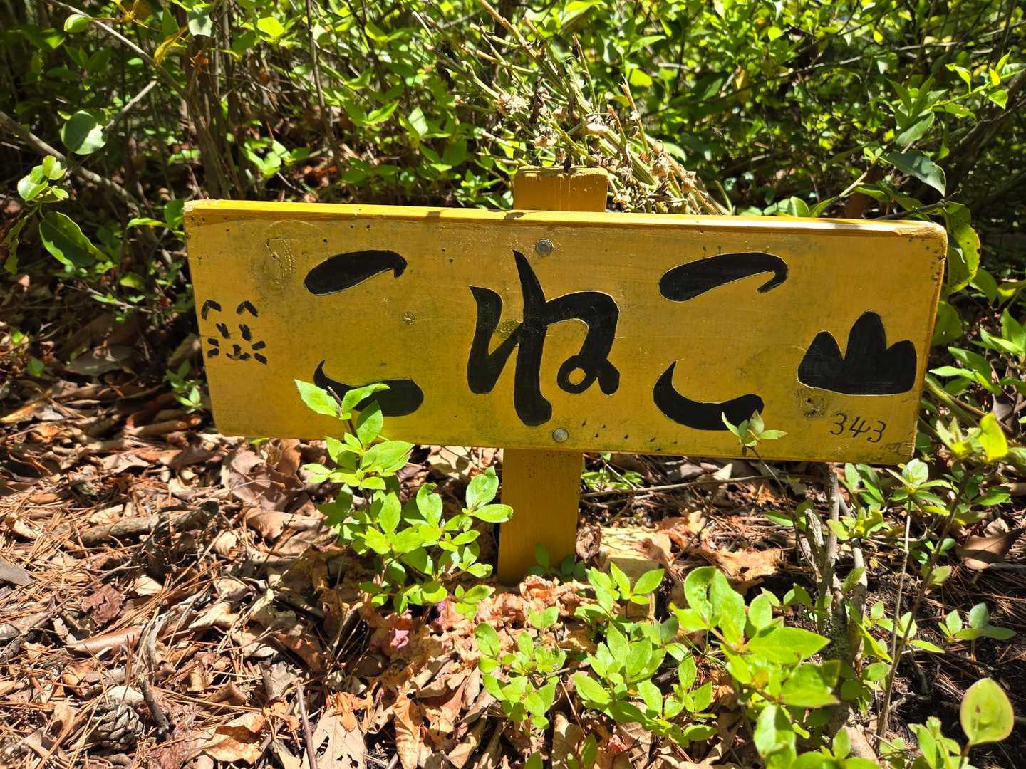 こねこ山到着⛰️