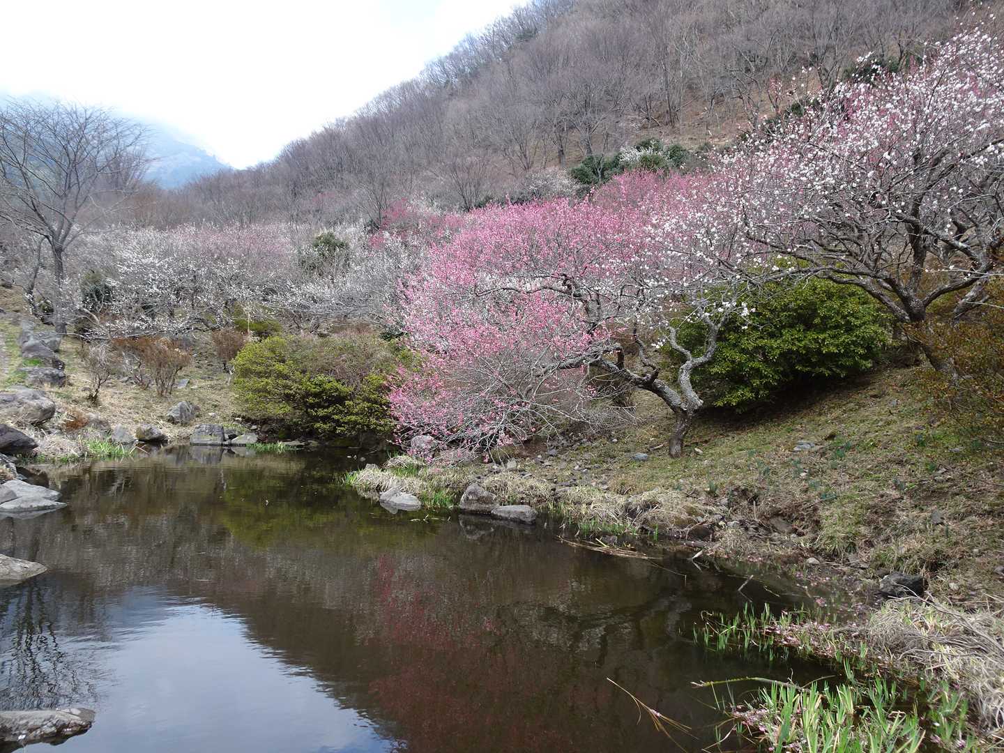 湯河原駅-城山-幕山登山口 縦走コースの写真