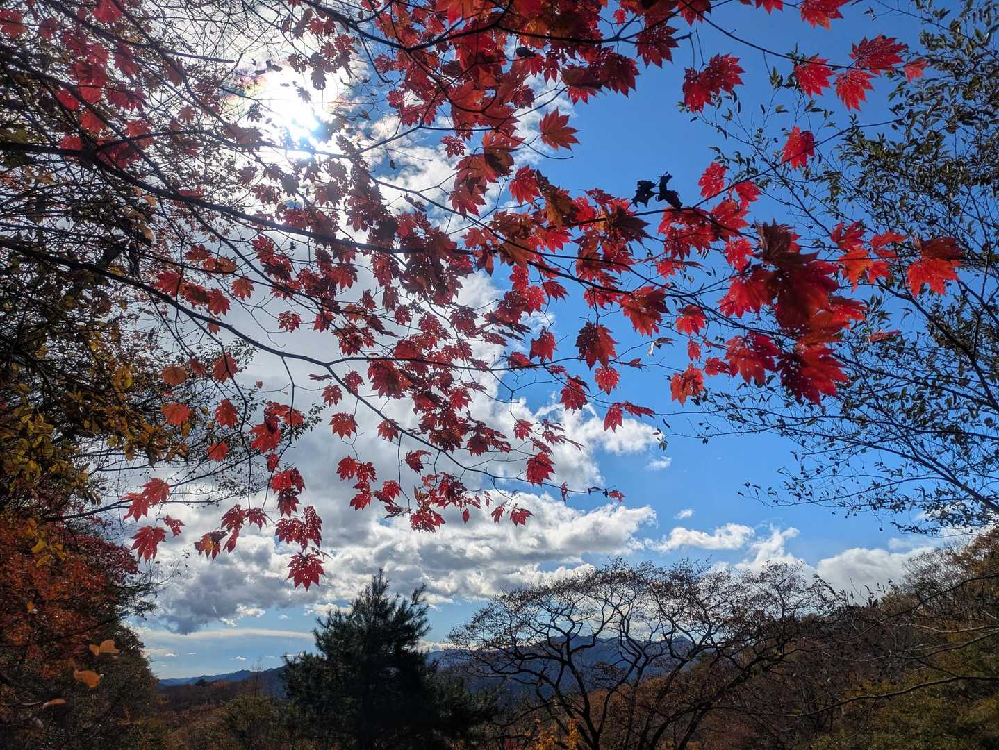 霧降高原レストハウス-大山-霜降の滝バス停 縦走コースの写真