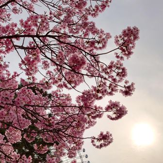 桜の種類はよくしりませんが色が濃くボリュームのある花ですね。