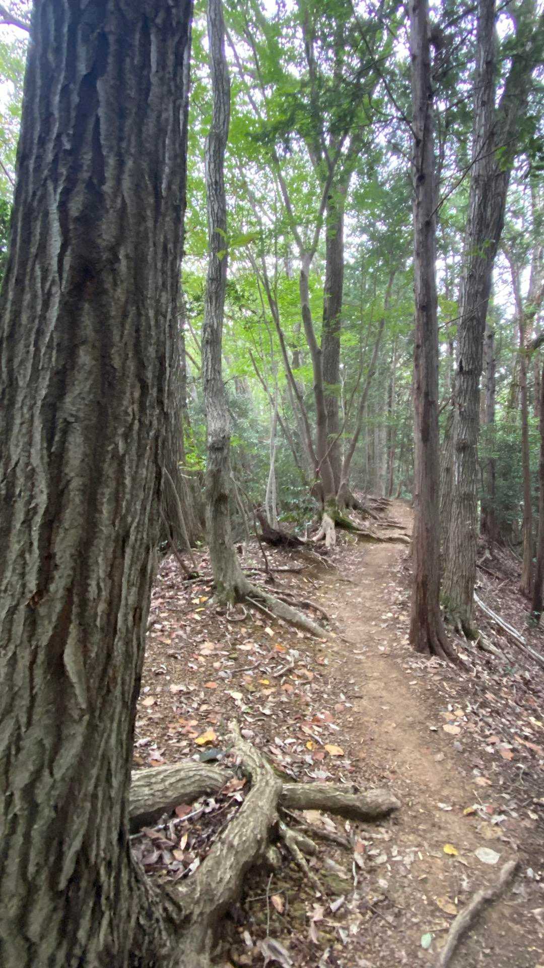高尾山口駅-草戸山-榎窪山 周回コースの写真