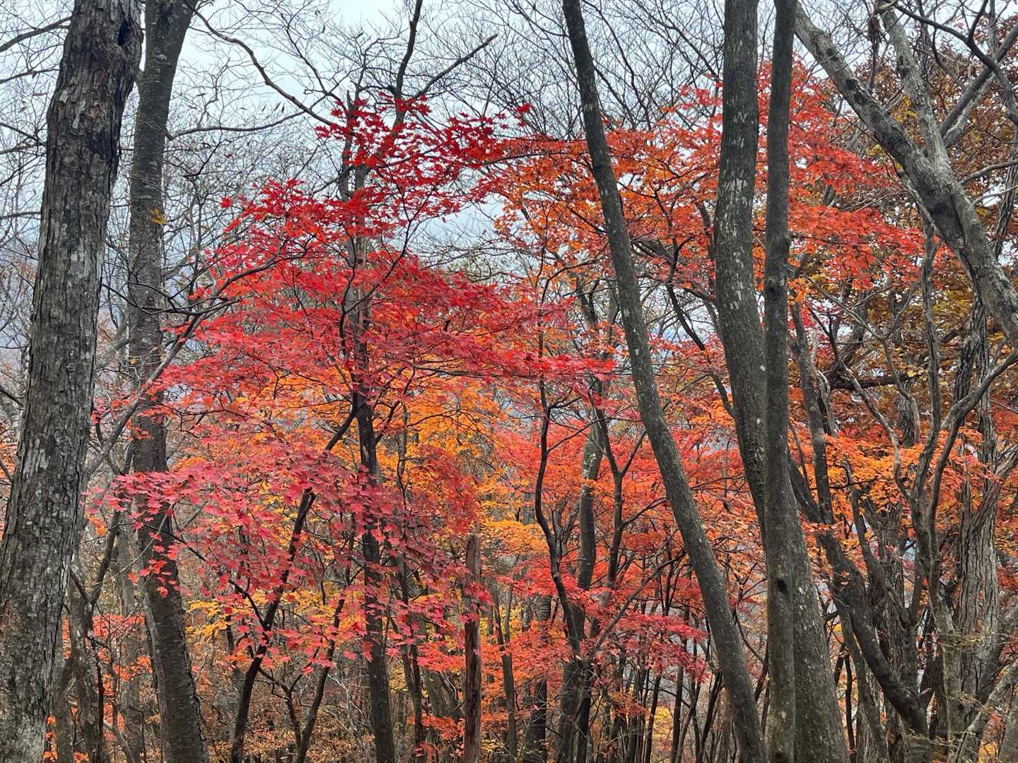 帰りの石尊山は紅葉の中で花見のようでした。

