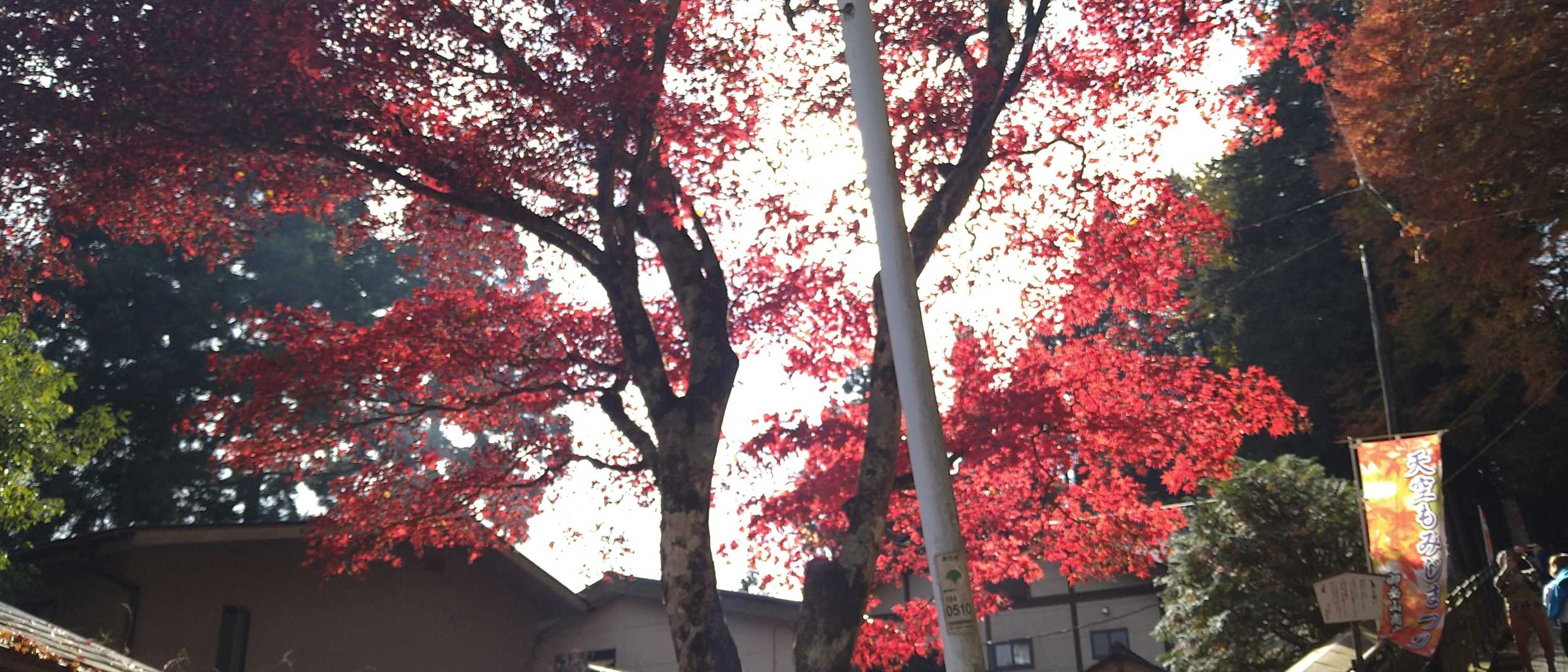 あれって加工なし？と疑うくらい赤い紅葉！！🍁🍁