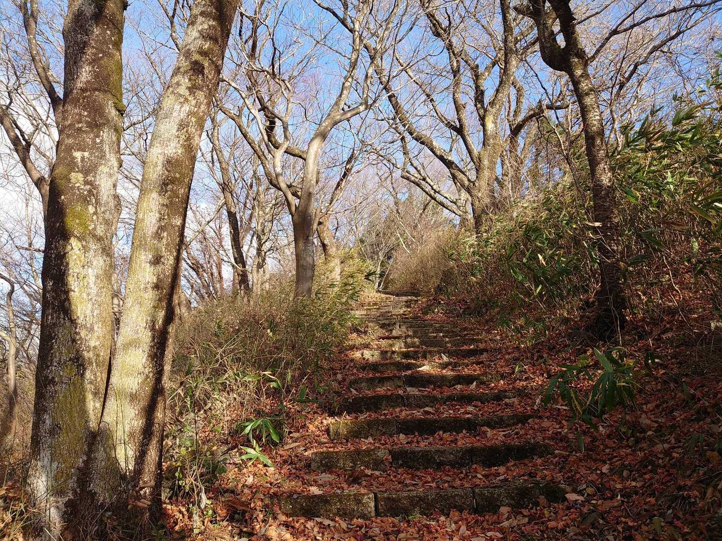 🍂カサコソ木段
