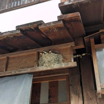 癒やされます
