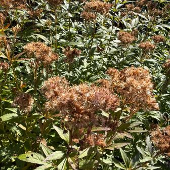 ふわふわの綿毛を付けたフジバカマ🌸

「冠毛（かんもう）」と呼ばれる綿毛をつけ、タンポポと同じ方法で種子を飛ばしている。

フジバカマは準絶滅危惧種に指定されている植物。
アサギマダラ🦋の為にも、大切にしていきたい植物です。