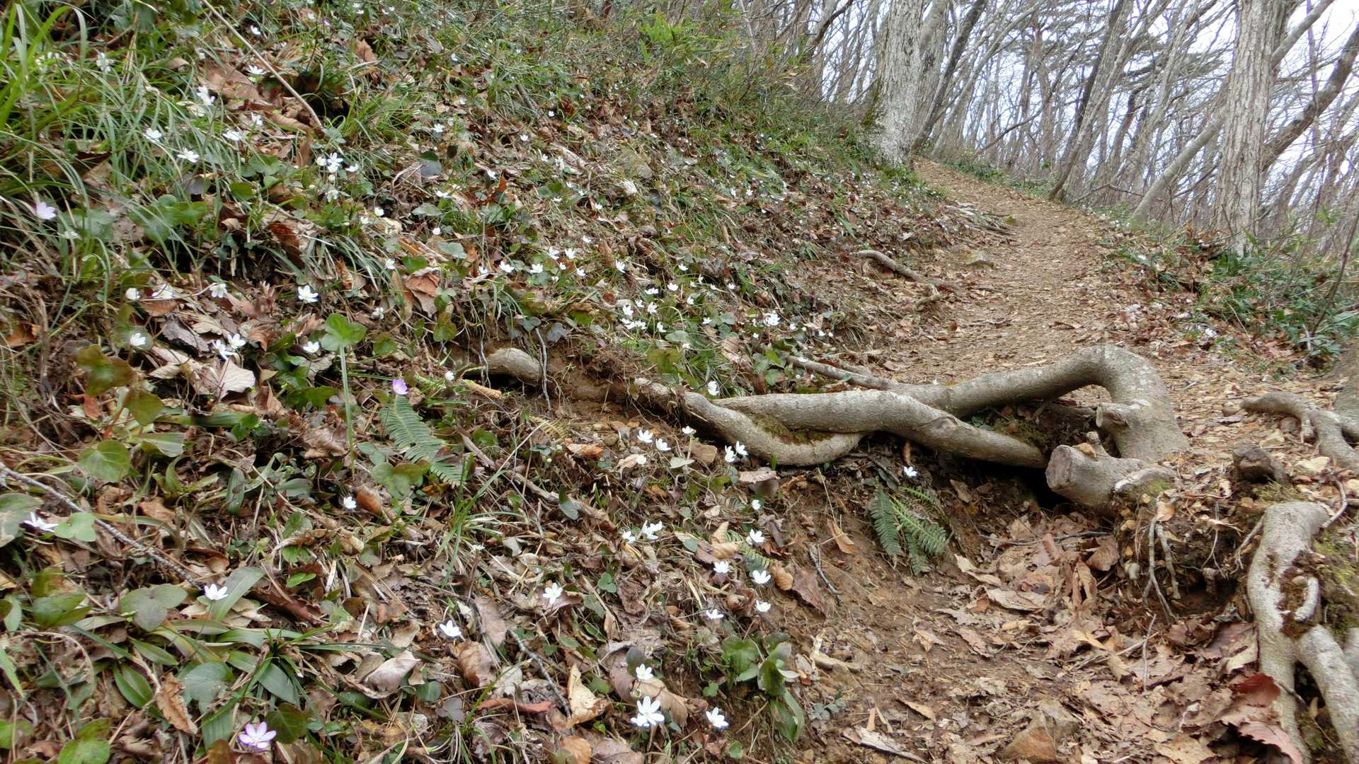 登山道土手にいっぱい🌼🌼🌼