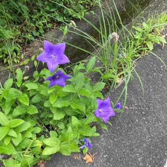 駐車場まで戻ってきました。いい散策でした〜。