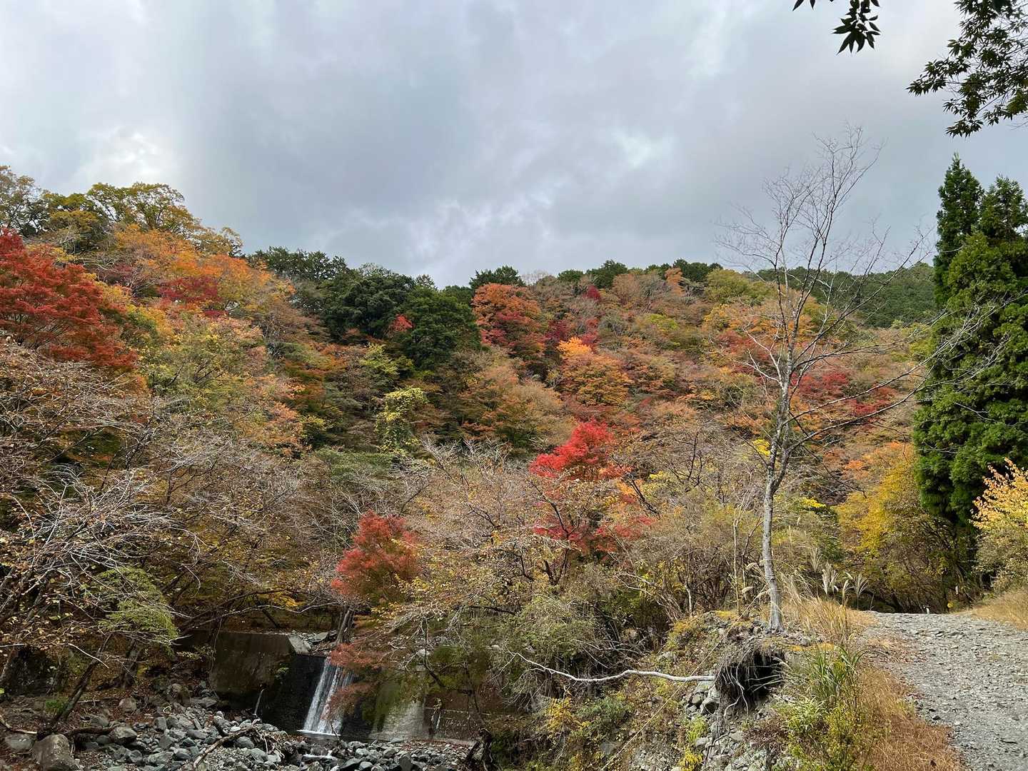 赤や黄に緑が綺麗や〜