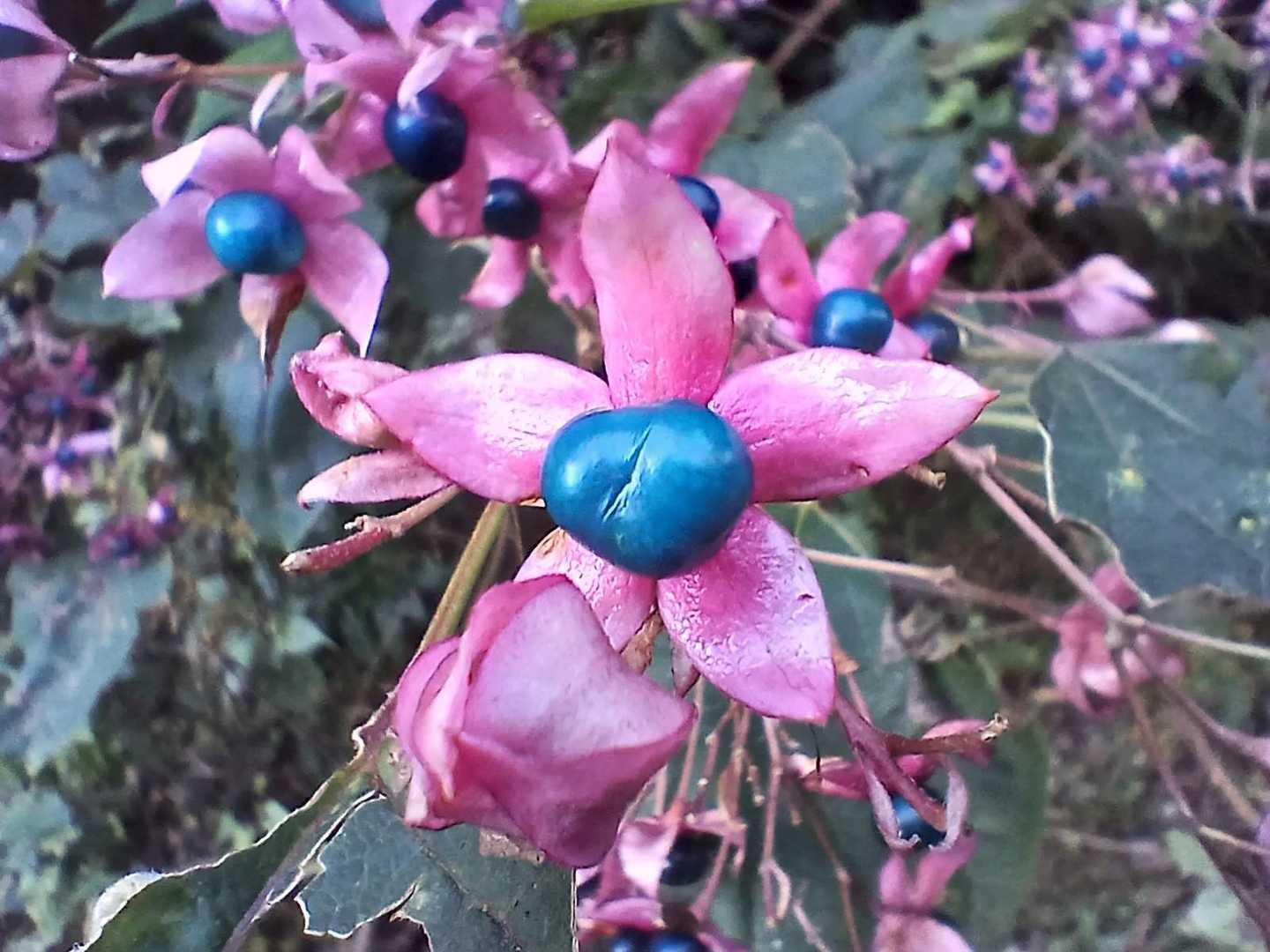 花には目もくれず…😂
