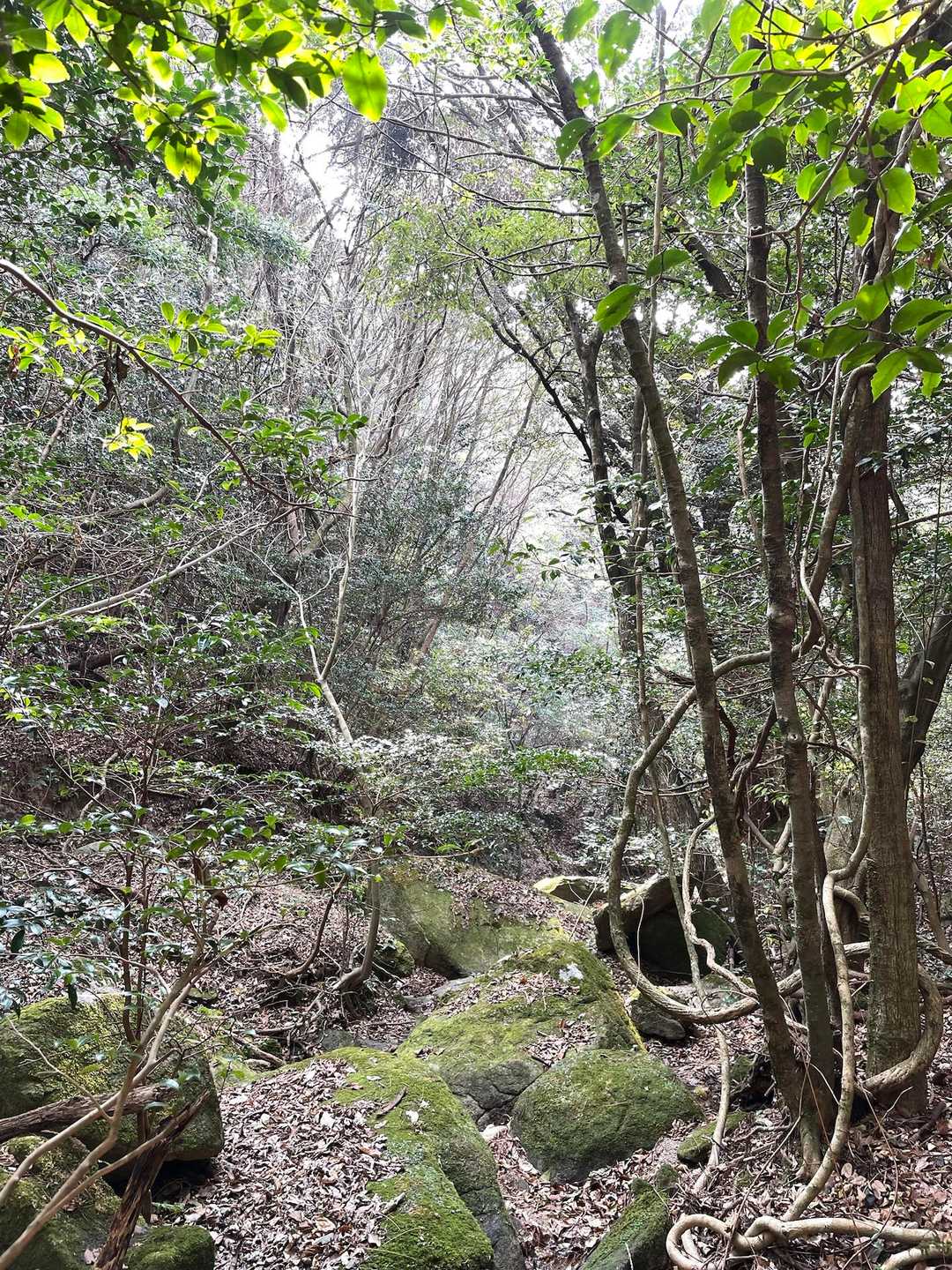 好きな 雰囲気