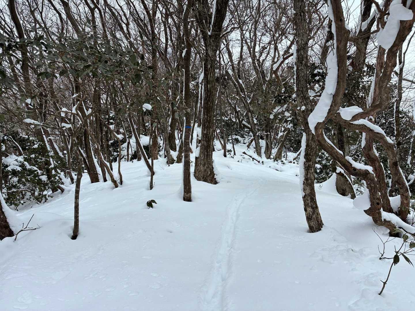 先行者は🦌達
