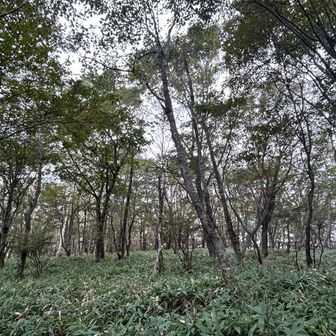 薮。
やっとのこと踏み跡をなぞる