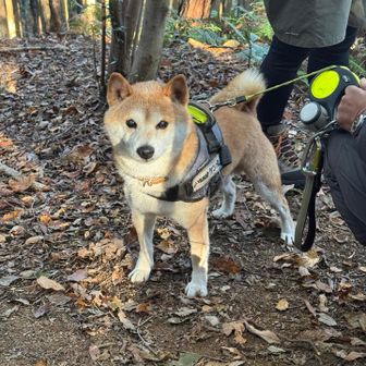 ケン太君も楽しそうだし、頑張れそう٩( ᐛ )و