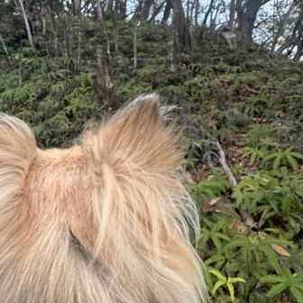 …が、フラれたご様子😂
飼い主に似てモテないのね😵笑