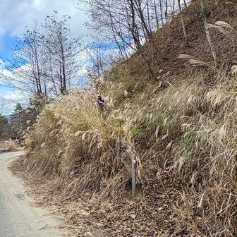 入口側から。看板もないし見逃しそう